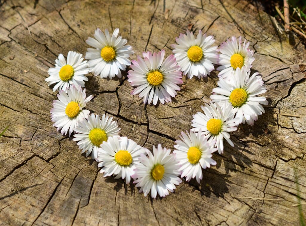 The tops of white petaled daisies with bright yellow centers are placed in a heart shape and lay on the flat surface of the base of a tree cut-down long ago. The tree's surface appears aged and weathered, and has jagged cracks that point towards and away from the heart.
