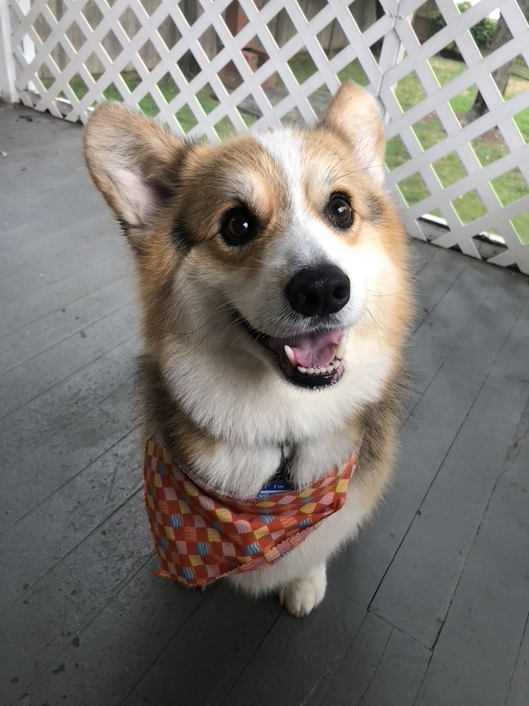 A tri-color Welsh Pembroke Corgi stands on a grey porch with white wainscoting. He has big ears, and is mostly white and tan as he faces the camera. His mouth is slightly open with his tongue in view. He wears an orange and light blue checkered bandana which hangs to the side.